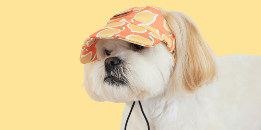 The Ultimate Guide to Dog Hats: Style, Comfort, and Protection