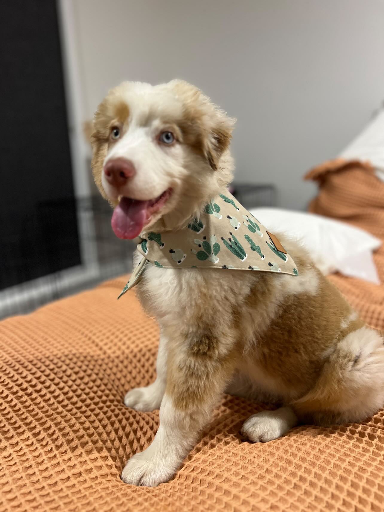 Cactus Bandana