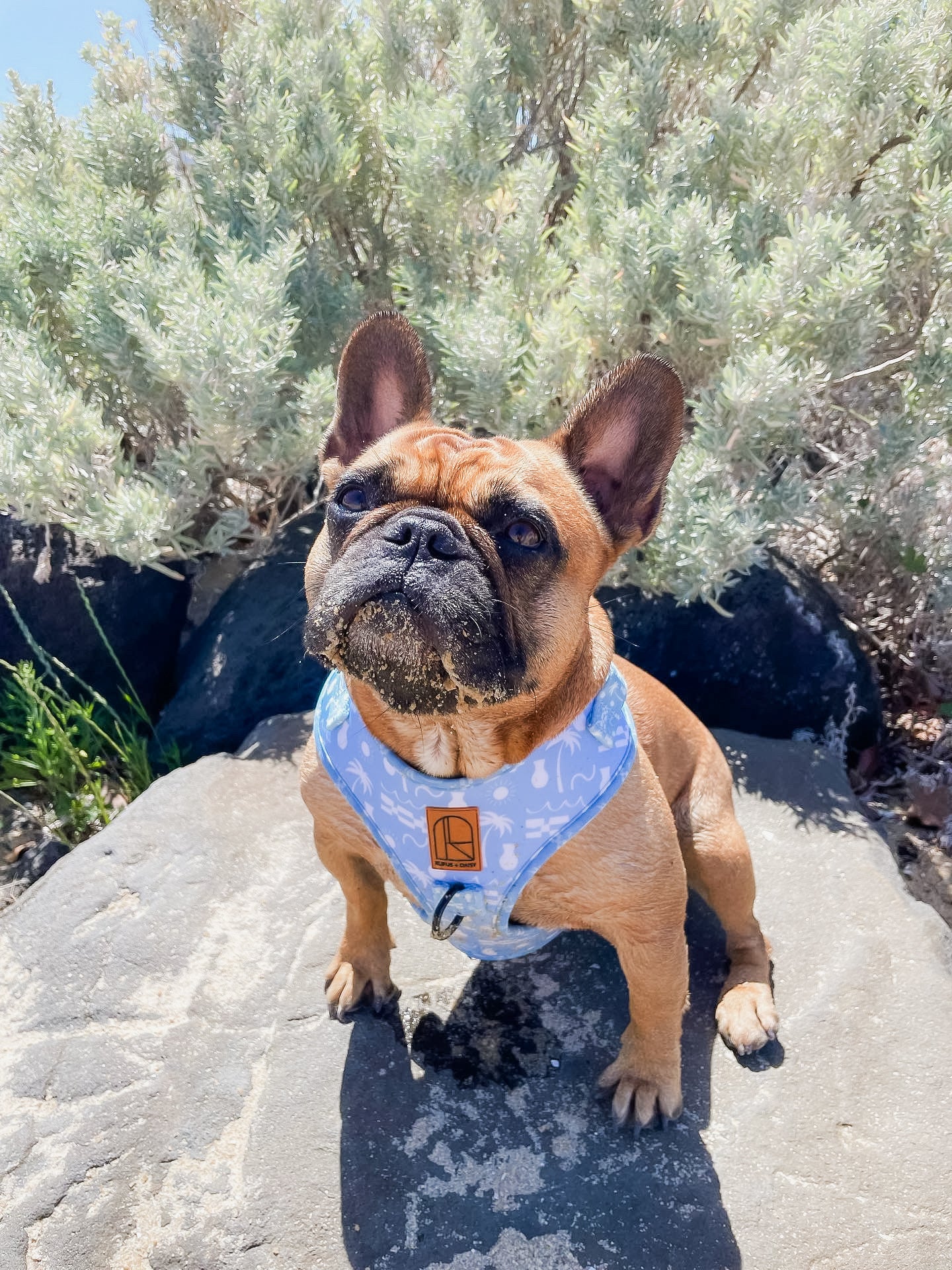 By The Ocean Harness