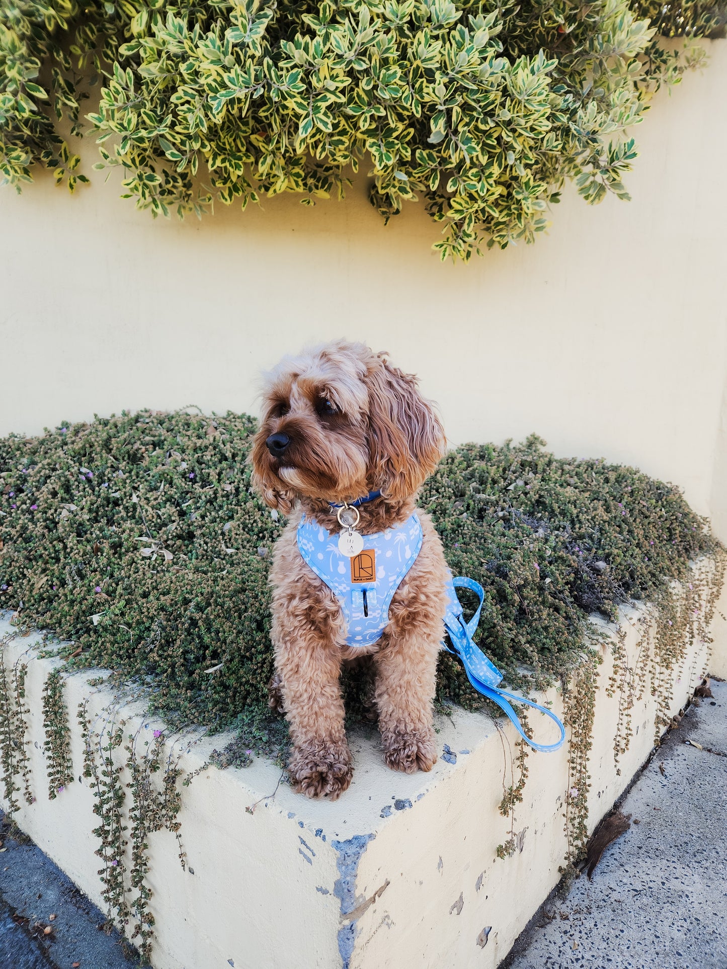 By The Ocean Harness