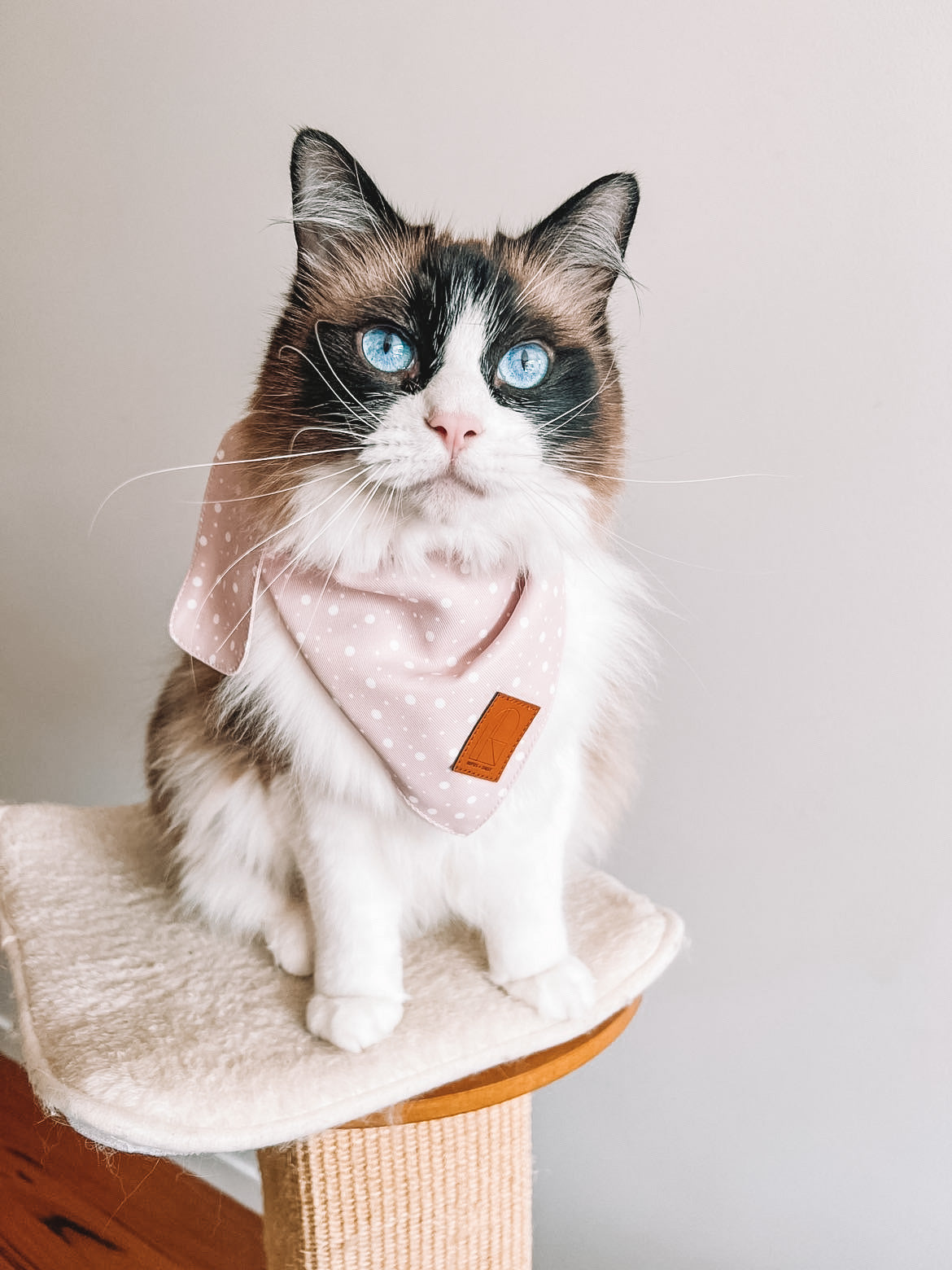 Confetti Bandana