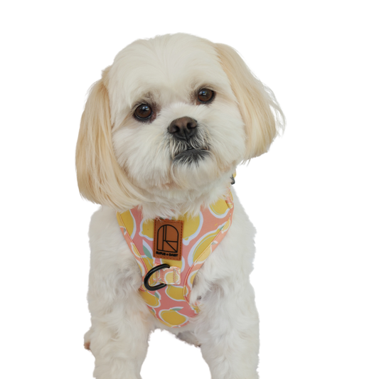 La Dolce Vita Harness