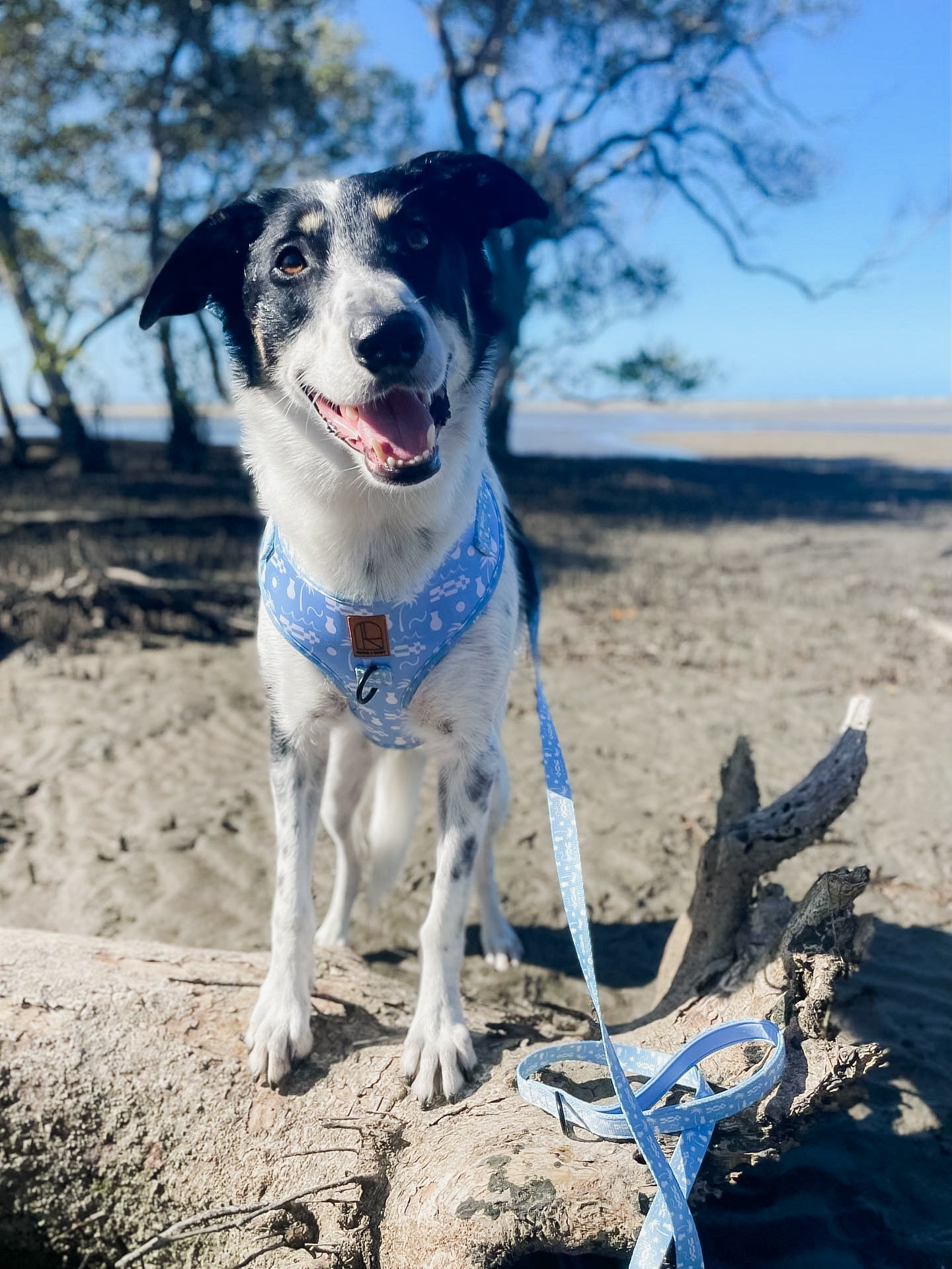 By The Ocean Harness