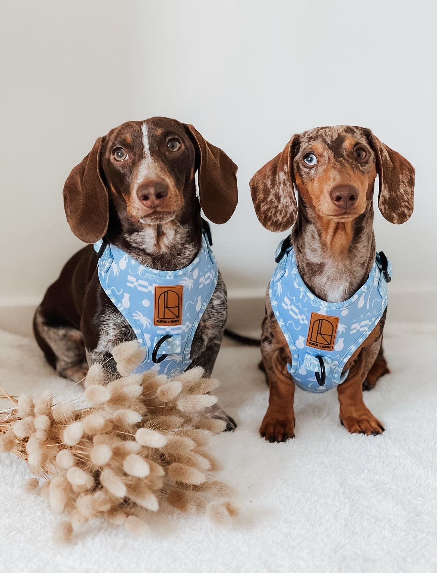 By The Ocean Harness