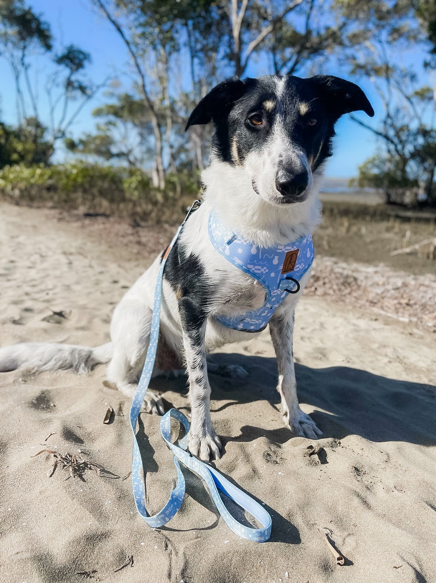 By The Ocean Harness Pack