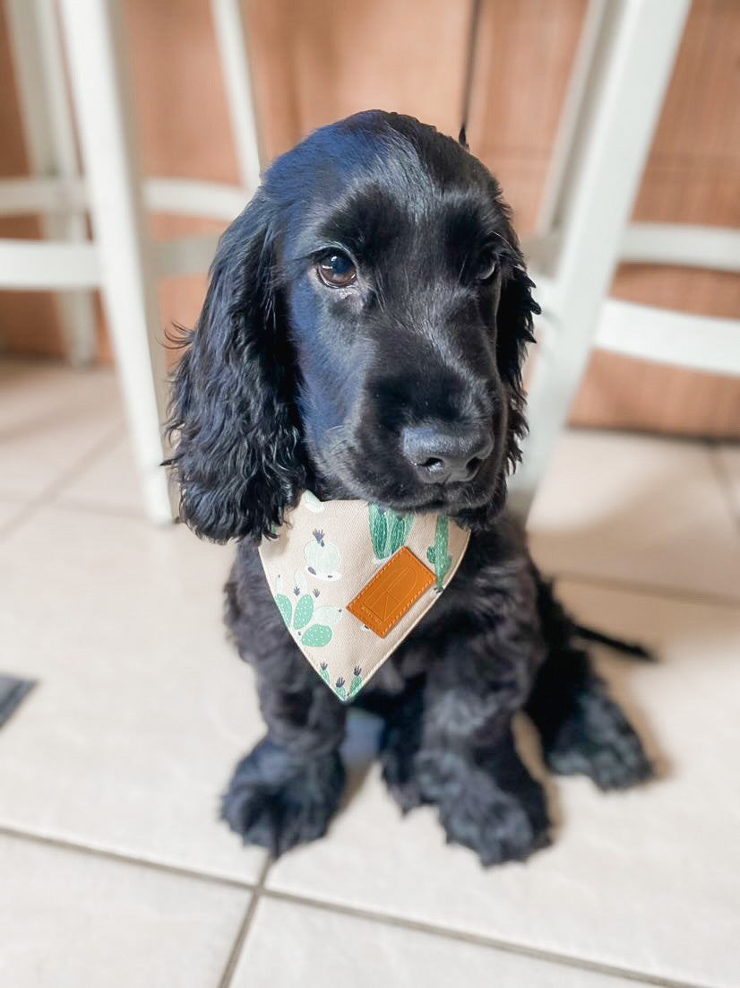 Cactus Bandana