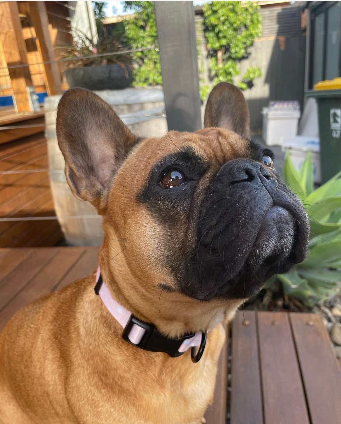 Confetti Collar